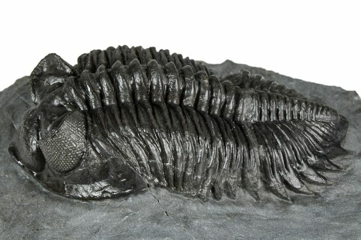 Bug-Eyed Coltraneia Trilobite Fossil - Ofaten, Morocco #355764